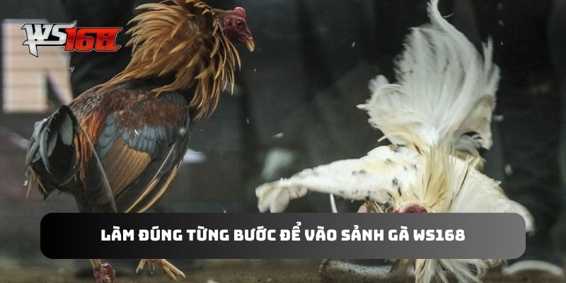 Làm đúng từng bước để vào sảnh gà WS168