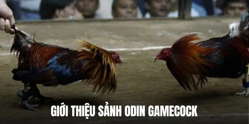 Tổng quan về sảnh Odin Gamecock đá gà siêu nổi