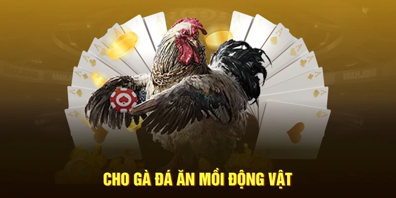 Cho gà đá ăn mồi động vật