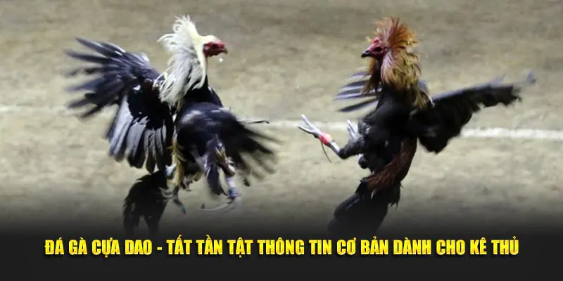 Đá Gà Cựa Dao