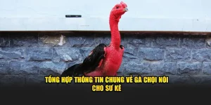 Gà chọi nòi