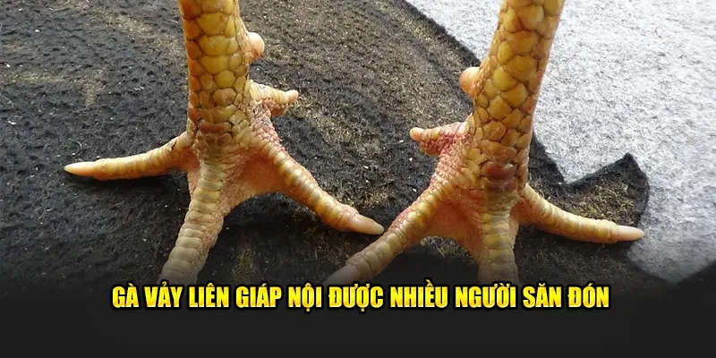 Gà vảy liên giáp nội được nhiều người săn đón