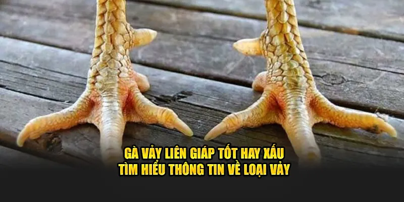 Gà vảy liên giáp có thực sự tốt