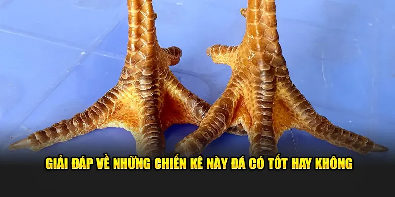 Giải đáp về những chiến kê này đá có tốt hay không