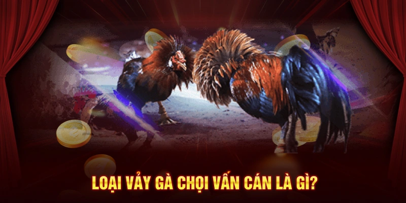 Loại vảy gà chọi vấn cán là gì?