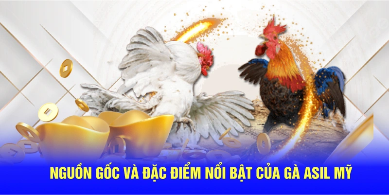 Nguồn gốc và đặc điểm nổi bật của gà Asil Mỹ