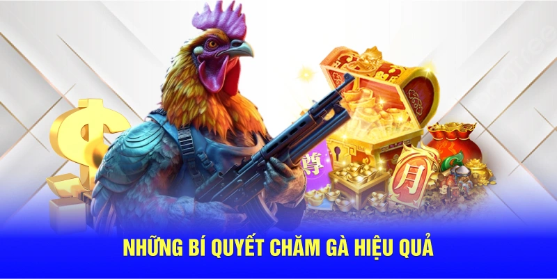 Những bí quyết chăm gà Asil Mỹ hiệu quả