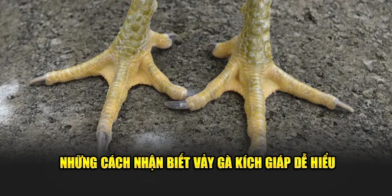 Những cách nhận biết vảy gà kích giáp dễ hiểu