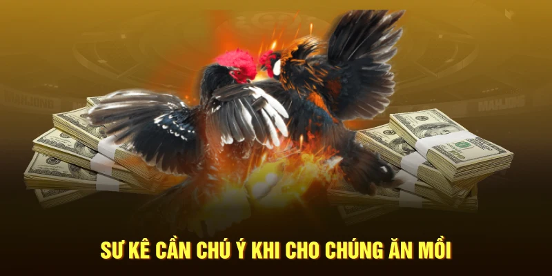 Sư kê cần chú ý khi cho chúng ăn mồi