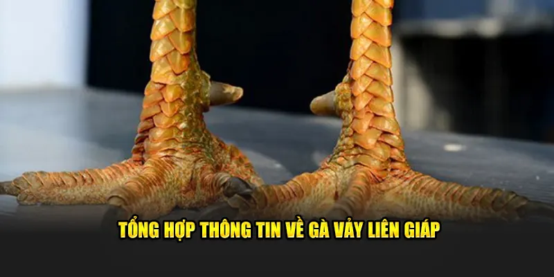 Tổng hợp thông tin về gà vảy liên giáp