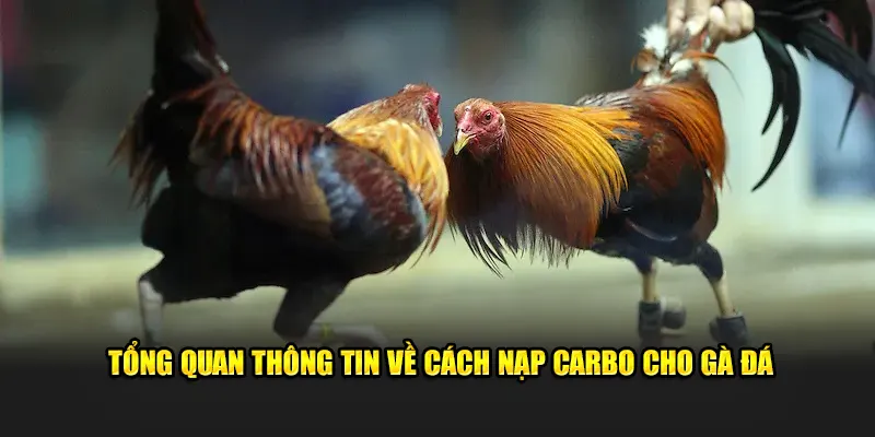 Tổng quan thông tin về cách nạp carbo cho gà đá