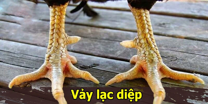 Vảy lạc diệp thuộc dạng hiếm nằm trên chân các chú gà chọi